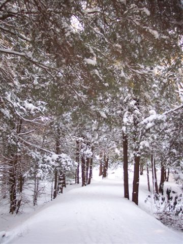 Canaan Realty's Laura Reed provided this photo, which she snapped on Thursday morning, January 11, 2006, after the Canaan Valley region received some natural snow.  